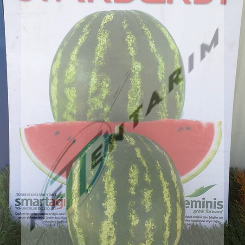 AŞILI STARBURST F1 KARPUZ FİDESİ